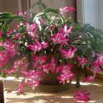 (Photo by Peter Coxhead) Christmas cactus plants prefer moderate to bright light.