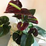 (Photo by Dauna Koval) With care, you should be able to keep an anthurium plant for several years.
