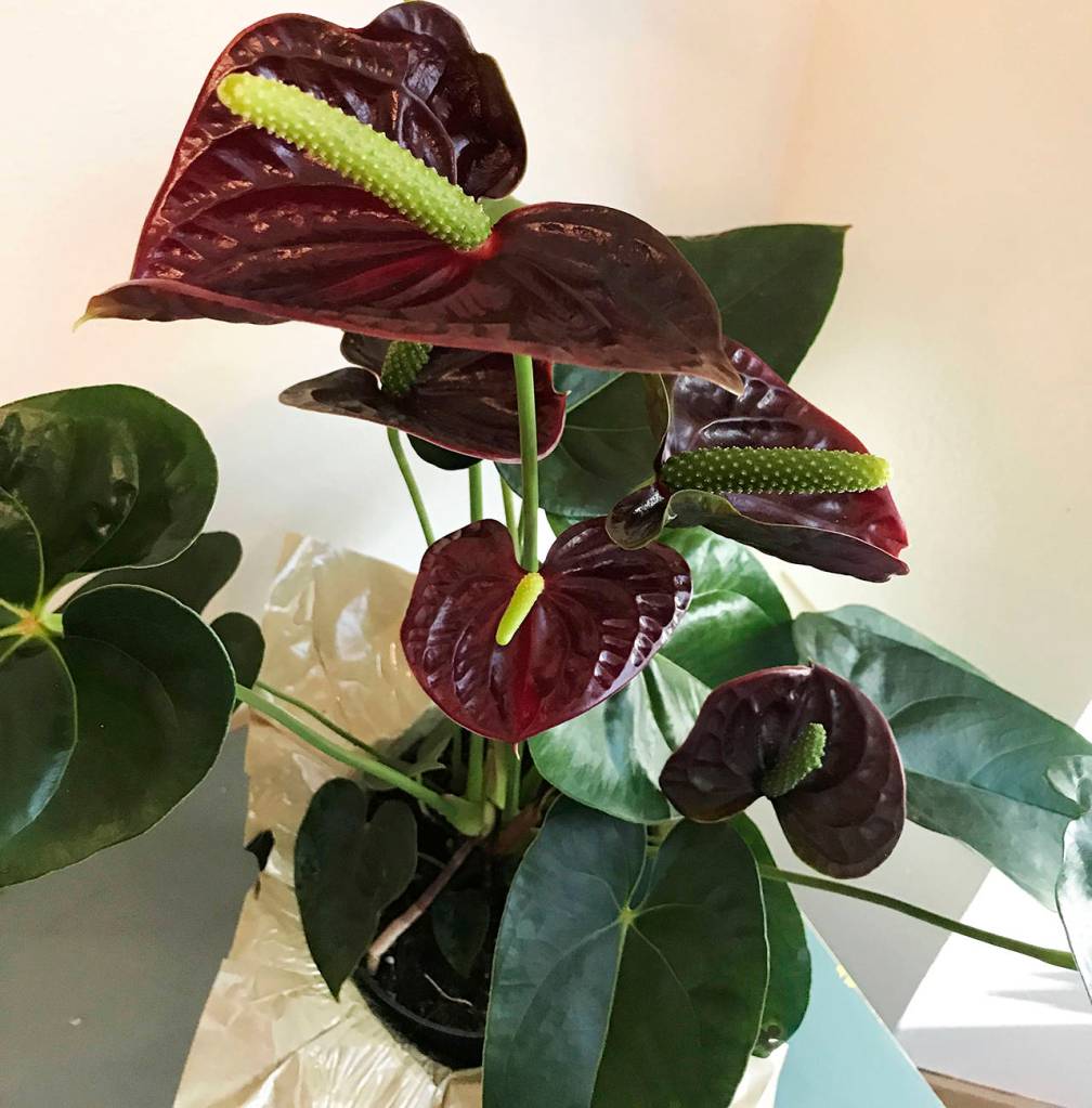 (Photo by Dauna Koval) With care, you should be able to keep an anthurium plant for several years.