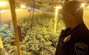HOQUIAM POLICE DEPARTMENT PHOTO                                Hoquiam Police discovered another illegal marijuana grow in the 100 block of Emerson Avenue Tuesday. The concern now is the people who tended the plants have fled, leaving the plants to dry creating significant fire danger, according to Hoquiam Police Chief Jeff Myers.