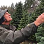 Hedlunds deliver Pence family’s D.C. Christmas tree