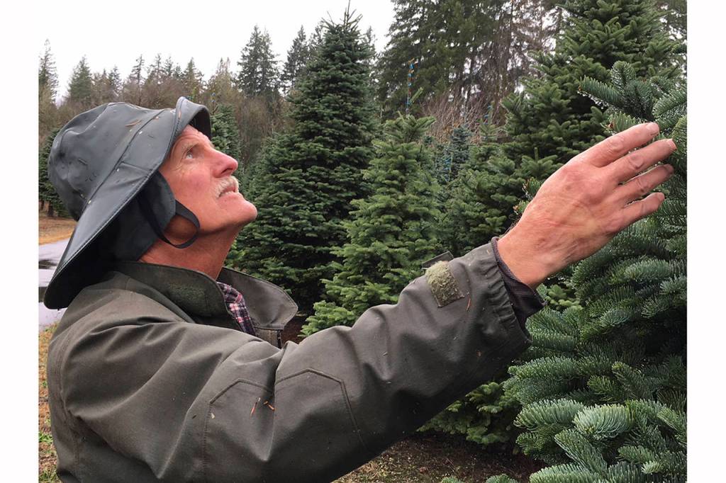Todd Bennington | Twin Harbors Newspaper Group                                Ed Hedlund, founder of Hedlund Trees, exams a portion of his crop on Nov. 14. Having placed in national competition in August, his farm was chosen to provide the Christmas tree for the U.S. vice presidents residence this year.