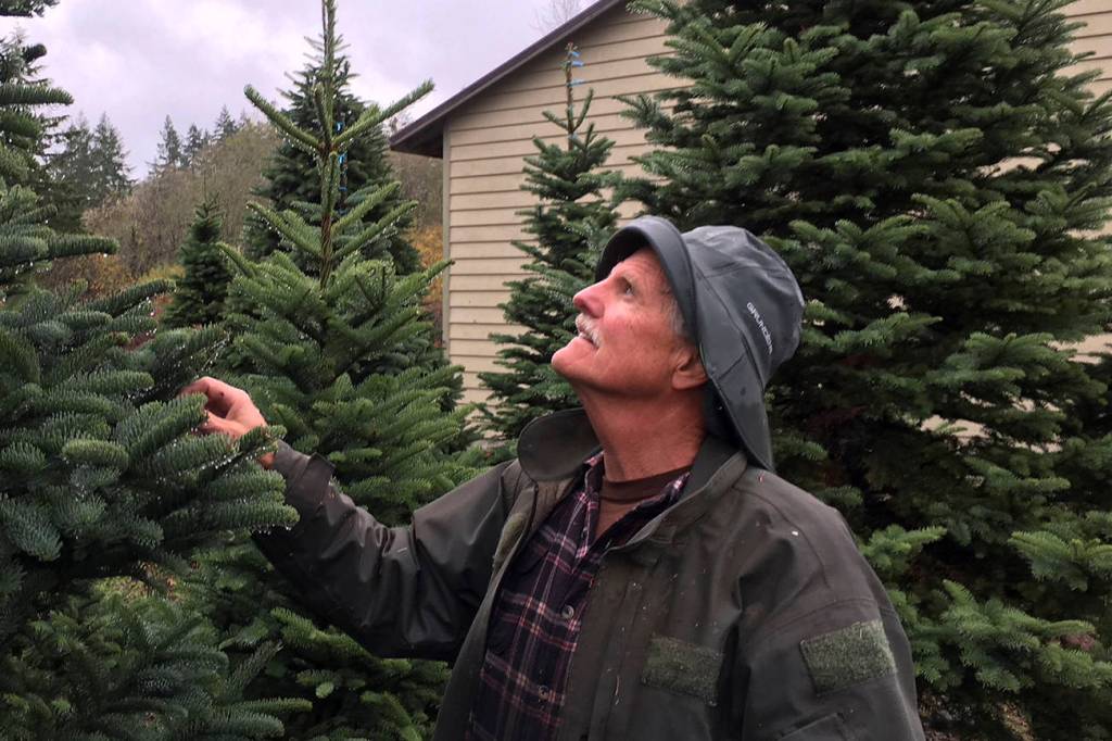 Hedlunds deliver Pence family’s D.C. Christmas tree