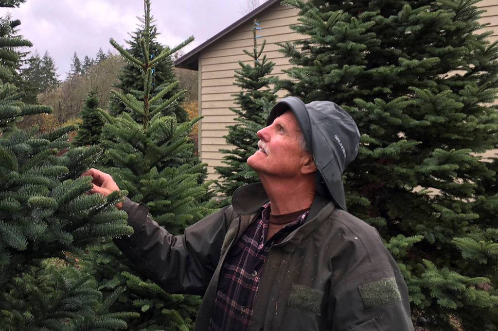 Todd Bennington | Twin Harbors Newspaper Group                                Ed Hedlund, founder of Hedlund Trees, exams a portion of his crop on Nov. 14. Having placed in national competition in August, his farm was chosen to provide the Christmas tree for the U.S. vice presidents residence this year.