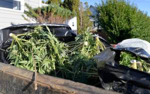 DAN HAMMOCK | THE DAILY WORLD                                A raid on a residence at Stewart and B streets in early December netted an Aberdeen Public Works dump truck a bed full of large marijuana plants, about 700 all told. The raid was part of the ongoing Grays Harbor County Drug Task Force takedown of illegal grow facilities dating back to Nov. 28.