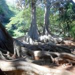 Photo by Katie Lutz                                These tree roots at the National Tropical Botanical Gardens site in Hawaii provided a film location for the original Jurassic Park.