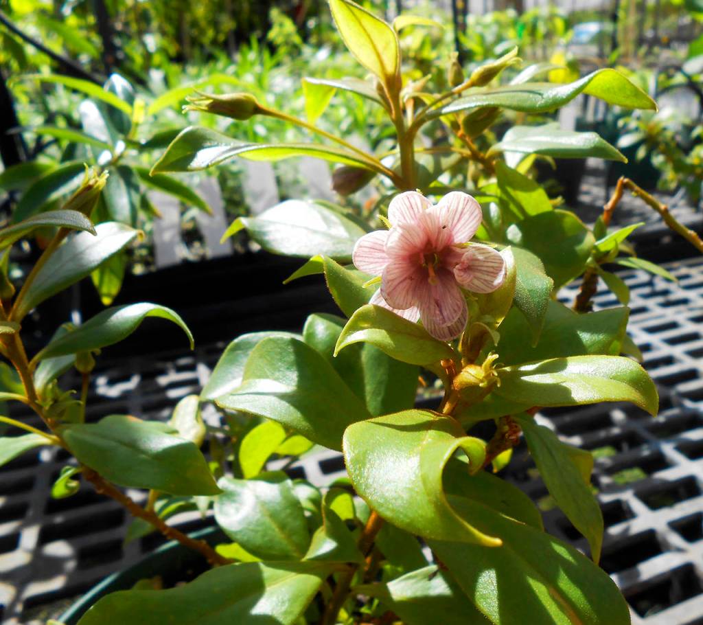 (Photo by Katie Lutz) The NTGB nursery in Hawaii also is home to several new plants, including this one, that are awaiting scientific classification.