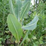 Luis Nunes Alberto photo                                Lactusa virosa, a prickly wild plant, is a forebear of what we today call romaine lettuce.
