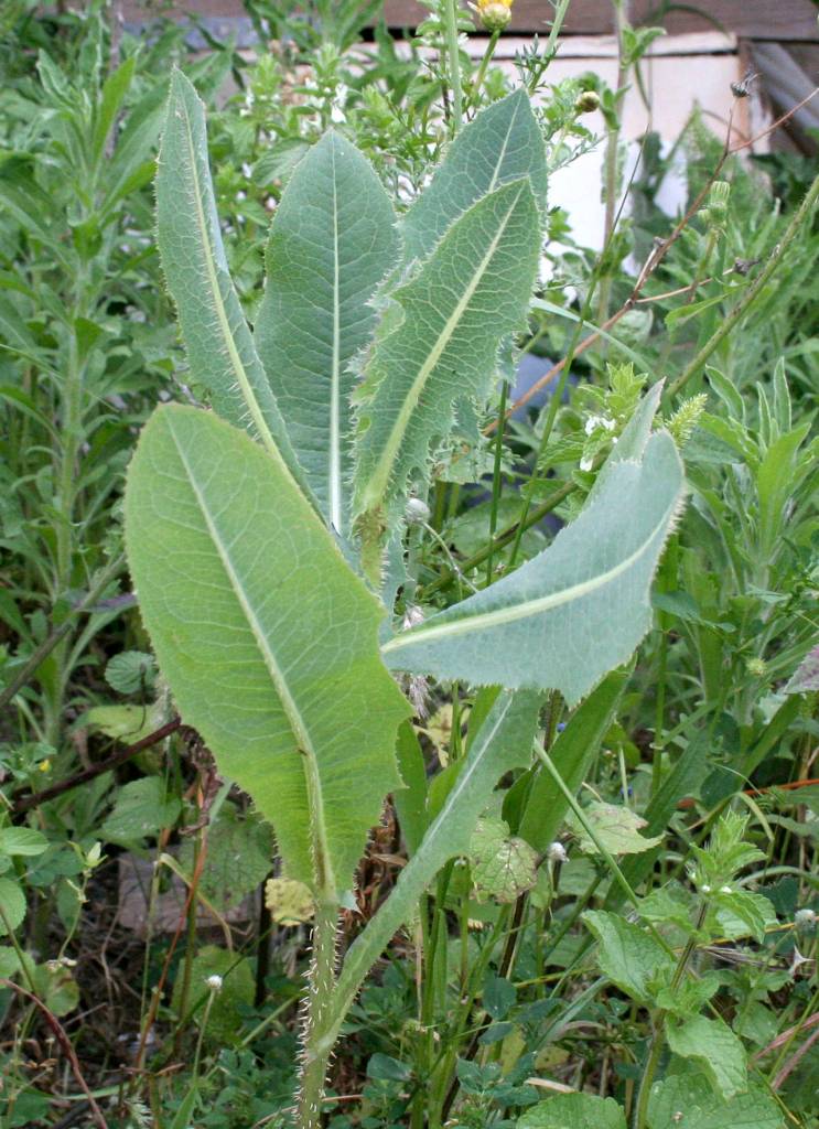 Luis Nunes Alberto photo                                Lactusa virosa, a prickly wild plant, is a forebear of what we today call romaine lettuce.