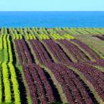 Master Gardener: Is lettuce an aphrodisiac?