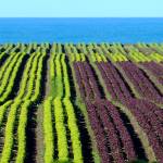 Francis Vallance                                Lettuce fields in New Zealand.