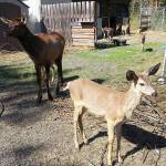Inspection at Rochester’s For Heaven’s Sake rescue facility leaves fawns’ fate up in the air