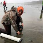 Photos from the razor clam dig on the coast