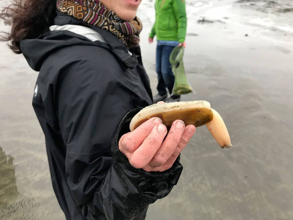 Photos from the razor clam dig on the coast