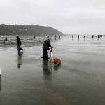 Eager visitors search for razor clams on Copalis Beach Sunday afternoon. It was the first day of a week-long approved digging session.                                 Eager visitors search for razor clams on Copalis Beach Sunday afternoon. It was the first day of a week-long approved digging session.                                 Eager visitors search for razor clams on Copalis Beach Sunday afternoon. It was the first day of a week-long approved digging session.
