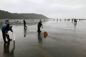 Eager visitors search for razor clams on Copalis Beach Sunday afternoon. It was the first day of a week-long approved digging session.                                 Eager visitors search for razor clams on Copalis Beach Sunday afternoon. It was the first day of a week-long approved digging session.                                 Eager visitors search for razor clams on Copalis Beach Sunday afternoon. It was the first day of a week-long approved digging session.