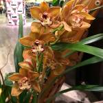 (Dauna Koval) Cymbidium is the most common flower used in orchid corsages. These are cooler and dryer growing.
