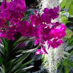 (Traumrune) Epiphytic orchids grow in the forest canopy, attached to trees. When potted, they are planted in bark for support.