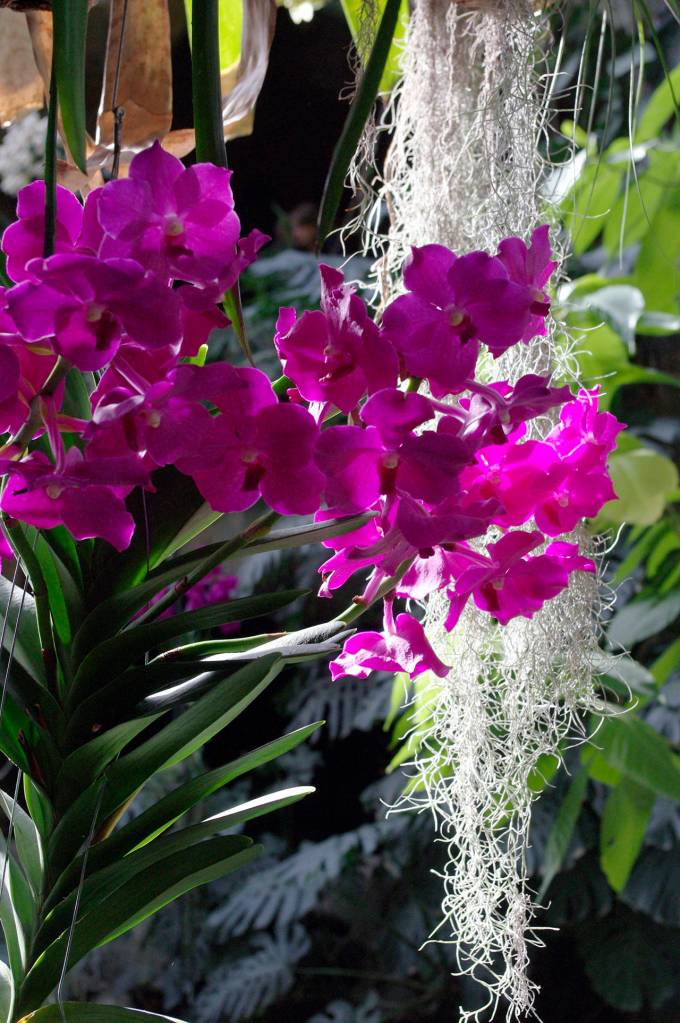 (Traumrune) Epiphytic orchids grow in the forest canopy, attached to trees. When potted, they are planted in bark for support.