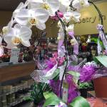 (Dauna Koval) Phalaenopsis, sometimes called moth orchids, are the least particular about growing conditions and were the first to become widely available.