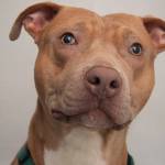 Adoptable Pet: Jackson