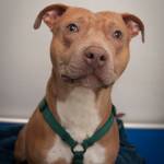 Adoptable Pet: Jackson