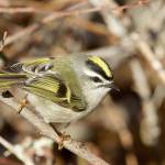 Gregg Thompson photo