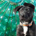 Adoptable Pet: Fidget Spinner