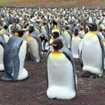 Study: Antarctica’s king penguins could disappear by end of century