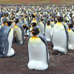 Study: Antarctica’s king penguins could disappear by end of century