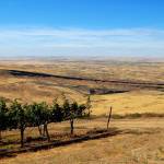 (Photo by Mark Lievsay) Terroir is a term frequently used to describe the soil, climate and geographical features of a wine-growing area. Horse Heaven Hills, pictured here, is one such area in southeastern Washington, between the Yakima Valley and the Columbia River.