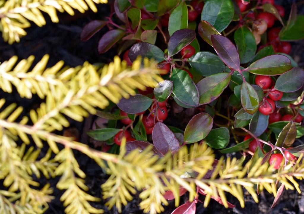 (Photo by Beth Day Waters) Creeping wintergreen (Gaultheria procumbens), a relative of salal, peeks out from under a golden hemlock.