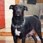 Adoptable Pet of the Week — Lucy