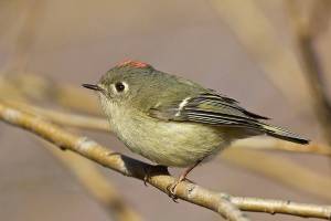 Ruby-crowned Kinglet (Regulus calendula)