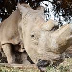 The last male northern white rhino has died, spelling probable extinction for the species