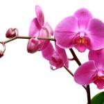 Dreamstime                                 Just as with most things rare and beautiful, orchids didnt last forever. It was always a little sad when the petals fell.