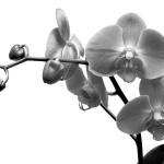 Dreamstime                                 Just as with most things rare and beautiful, orchids didnt last forever. It was always a little sad when the petals fell.
