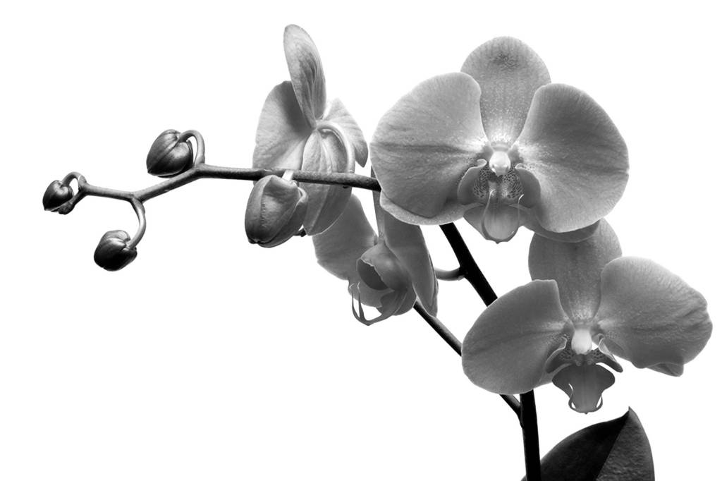 Dreamstime                                 Just as with most things rare and beautiful, orchids didnt last forever. It was always a little sad when the petals fell.