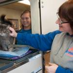 PAWS of Grays Harbor gets a new alpha as director steps down