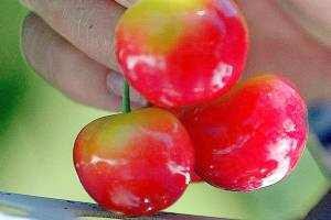Cherry growers worried Chinese tariffs could hurt their biggest foreign market