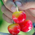 Cherry growers worried Chinese tariffs could hurt their biggest foreign market