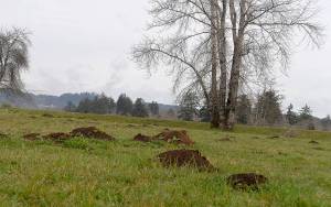 DAN HAMMOCK | THE DAILY WORLD                                A field full of mole hills in Cosmopolis prompted someone to plant a sign reading Chehalis National Mole Refuge. David Pehling with the Snohomish County WSU Extension is the go-to guy when it comes to moles and has a number of techniques that can help you protect your yard and garden from looking like this.