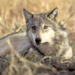 (John and Karen Hollingsworth/U.S. Fish and Wildlife Service) A recent study suggests that Olympic National Park could be a suitable place to relocate gray wolves. The species was extirpated (killed off) from the park in the early 1900s.