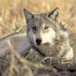 (John and Karen Hollingsworth/U.S. Fish and Wildlife Service) A recent study suggests that Olympic National Park could be a suitable place to relocate gray wolves. The species was extirpated (killed off) from the park in the early 1900s.
