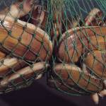 Final razor clam dig of the season begins April 19 at Mocrocks