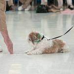 (Courtesy Marcy Merrill) Inmate handlers demonstrate the dog Peteys ability to stay. Petey does everything very slowly, according to his trainer.