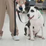 (Courtesy Marcy Merrill) Max poses with one of his inmate handlers during a graduation ceremony last Thursday at Stafford Creek Corrections Center.
