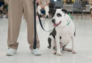 (Courtesy Marcy Merrill) Max poses with one of his inmate handlers during a graduation ceremony last Thursday at Stafford Creek Corrections Center.