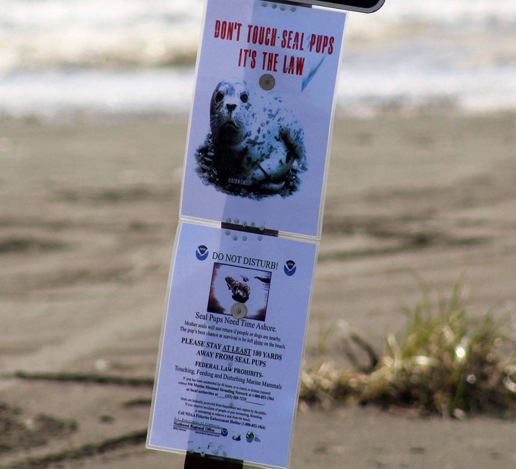 Well-meaning attention may be deadly to seal pups