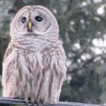 Grays Harbor Birds: Barred Owl (Strix varia)